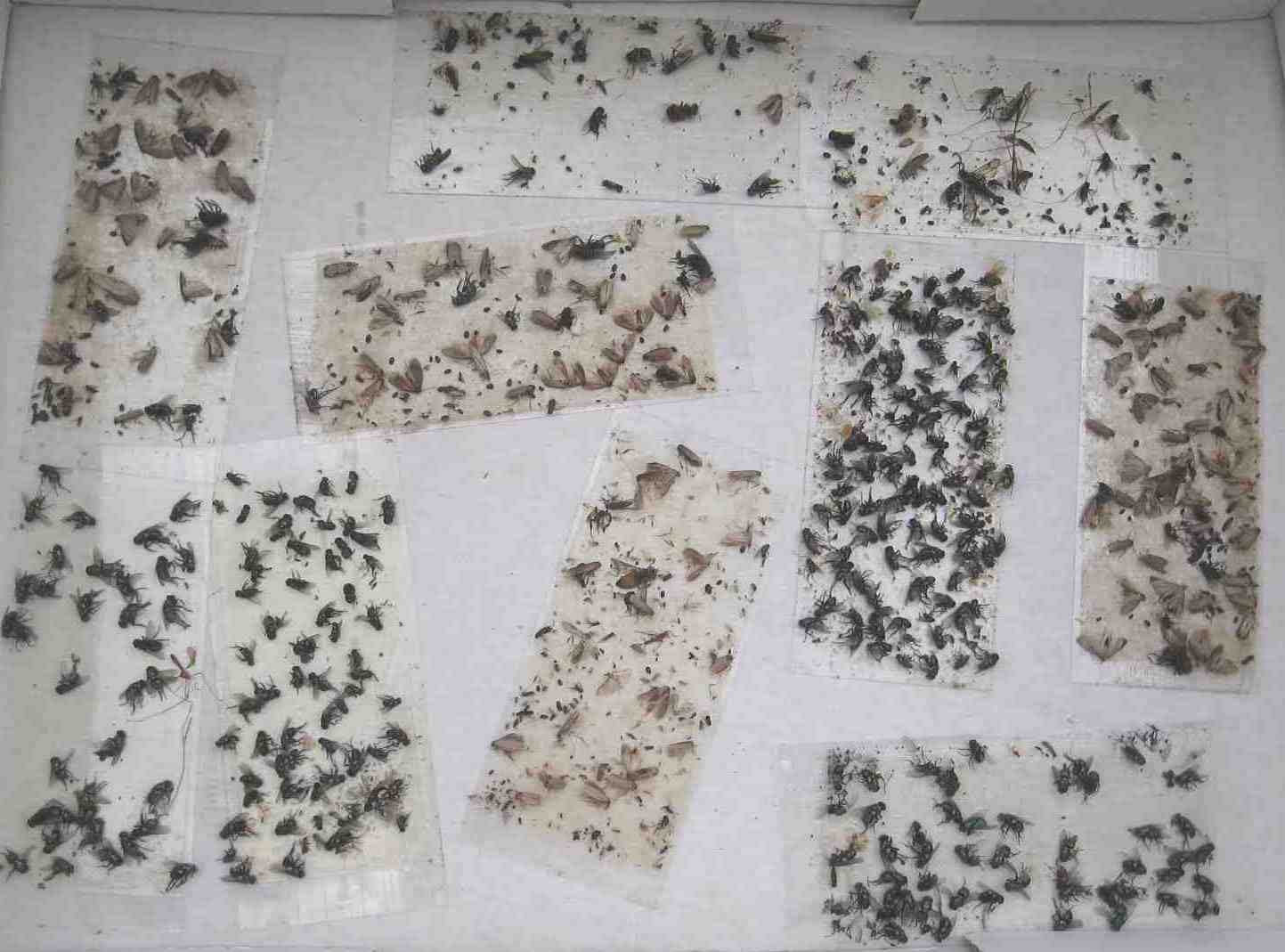 8 pk Economy All Insect Traps/Glue Boards/Window Strips.. Fly, Bees, Wasps, Asian Beetles +