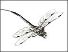 Natural Deerfly Repellent, Lifesize Dragonfly Predator, Motion Activated Replica Flying Dragon Fly Scarecrow