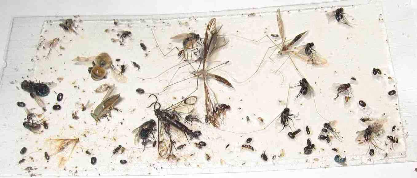 TredNot 10 Pk Camel Cricket/Roach/Scorpion Sticky Traps