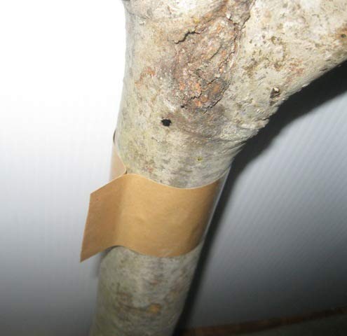 Case / 12 Rolls Slippery Caterpillar Barrier Tape Gypsy Motyh/Sponge Moth Tree Band Wrap Protection