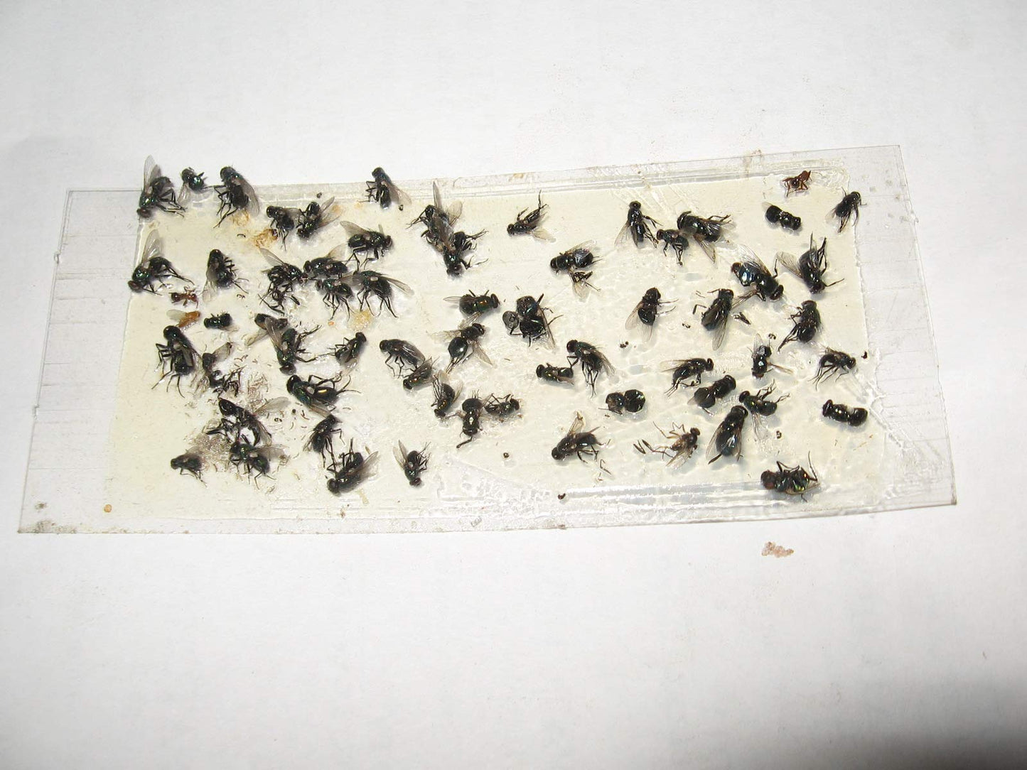 TredNot 10 Pk Camel Cricket/Roach/Scorpion Sticky Traps
