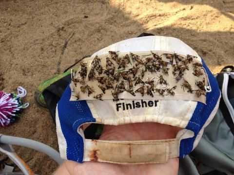 200 Deerfly Patches (Fifty 4/pks) Stops Biting Deer Fly
