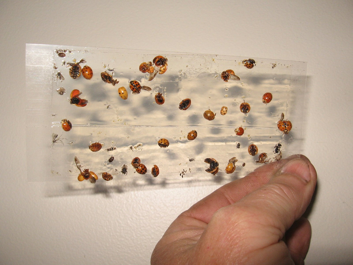TredNot 10 Pk Camel Cricket/Roach/Scorpion Sticky Traps