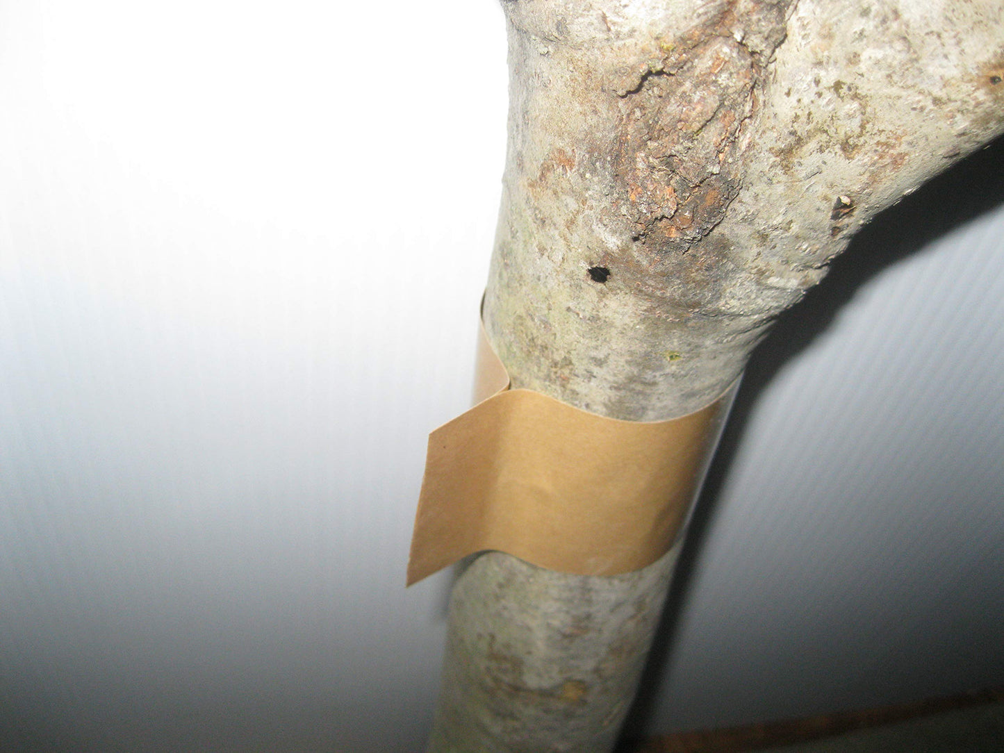 Gypsy Moth/Tent & Oakworm/Sponge Caterpillar Tree Band Barrier Tape Protection