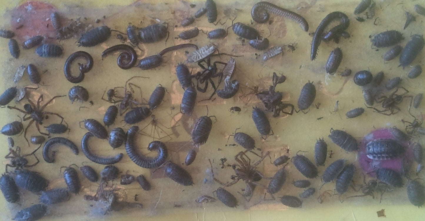 200 pk All Insect/Fly Traps/Sticky Strips/Glue Boards.(Twenty 10 pks) Trap Flies, Bees, Wasps, Asian Beetles, etc.