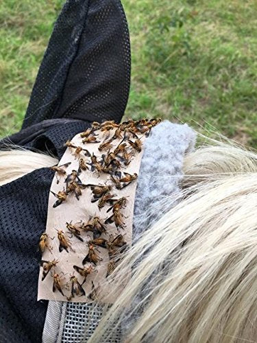 TredNot 12 Horsefly Patches/Sticky Horse Fly Traps