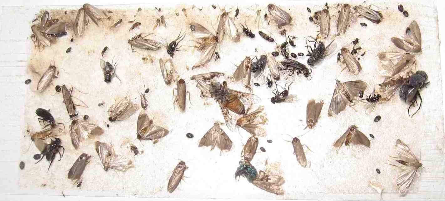 TredNot 10 Pk Camel Cricket/Roach/Scorpion Sticky Traps