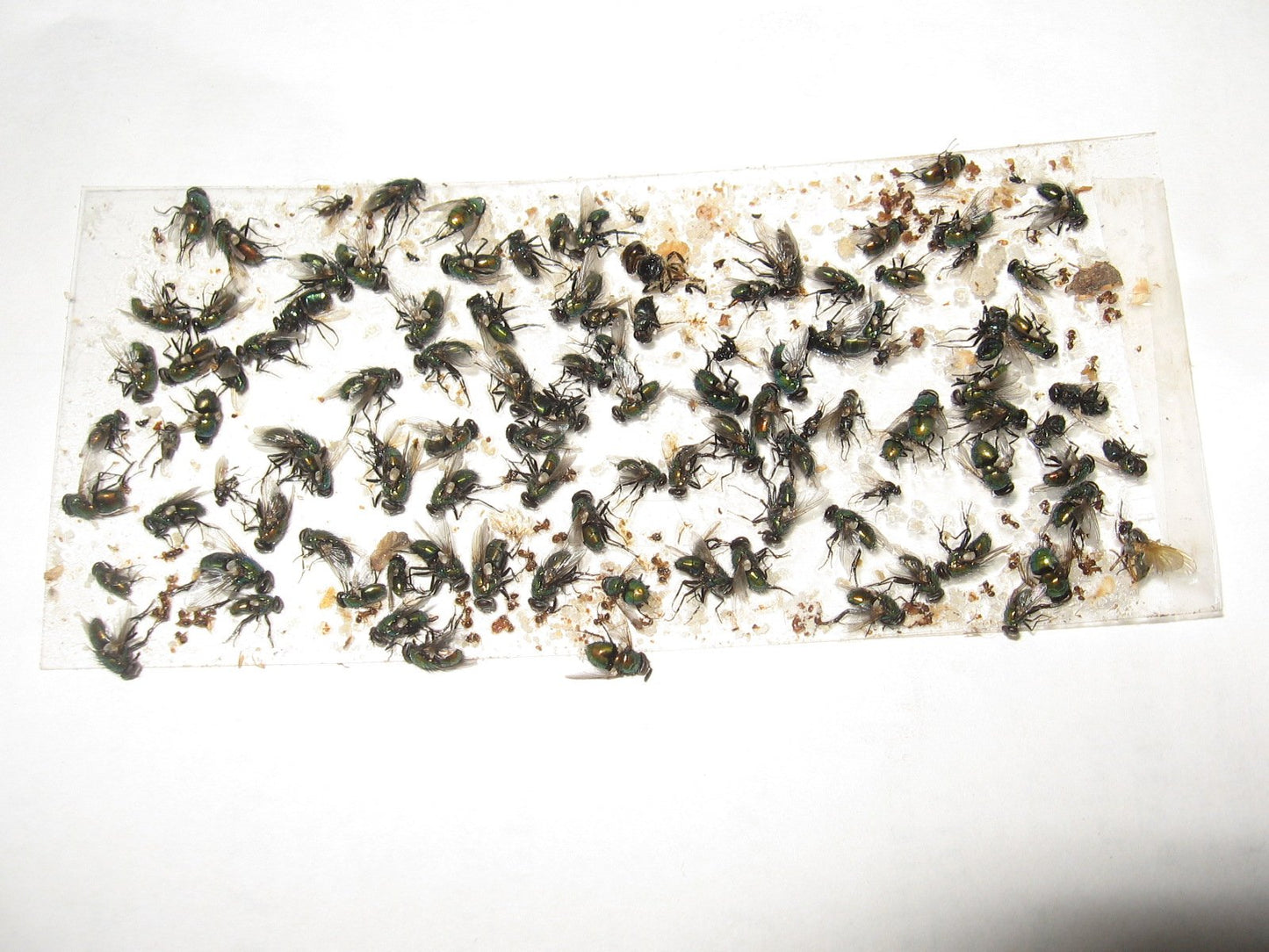 TredNot 10 Pk Camel Cricket/Roach/Scorpion Sticky Traps