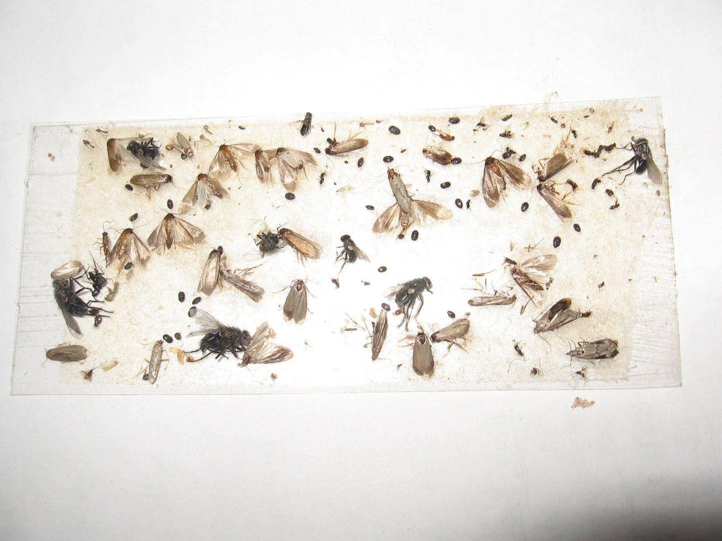 200 pk All Insect/Fly Traps/Sticky Strips/Glue Boards.(Twenty 10 pks) Trap Flies, Bees, Wasps, Asian Beetles, etc.