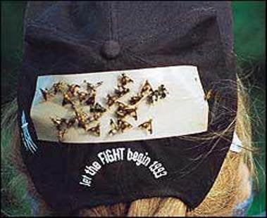 60 / Pk Deerfly Patches/TredNot Deer Fly Patch Natural Repellent