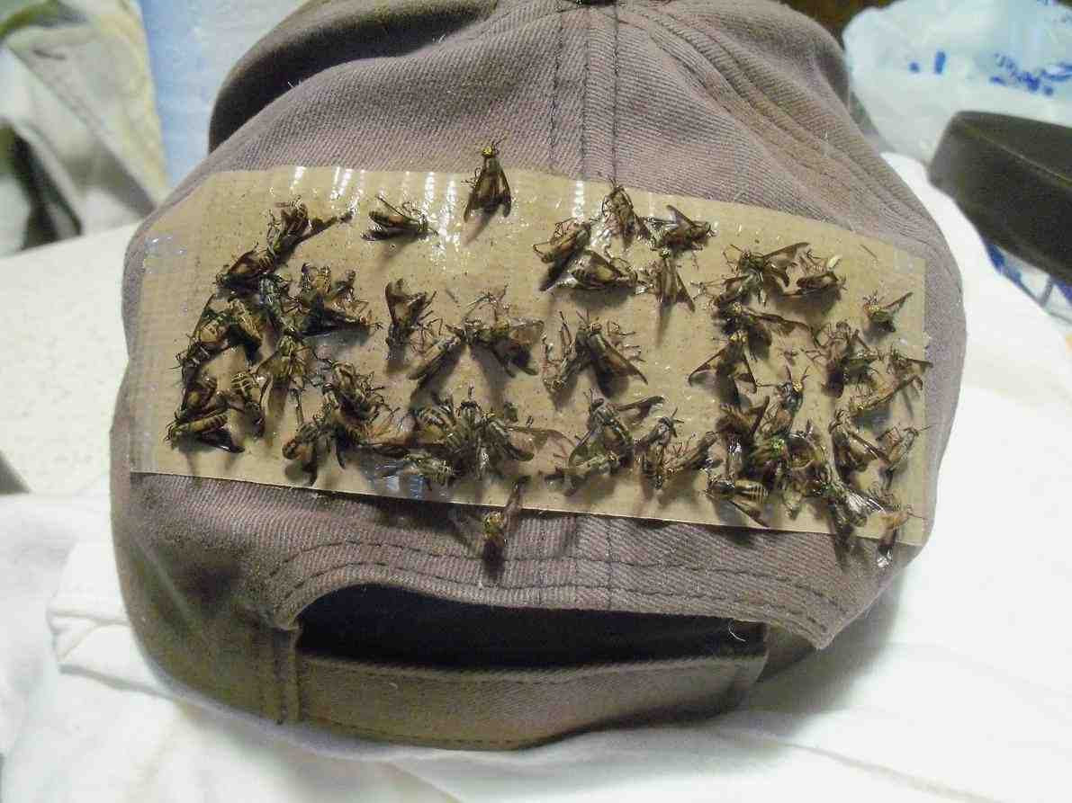 60 / Pk Deerfly Patches/TredNot Deer Fly Patch Natural Repellent