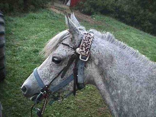 TredNot 12 Horsefly Patches/Sticky Horse Fly Traps