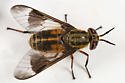 4 / Pk Deerfly Patches/TredNot Deer Fly Patch