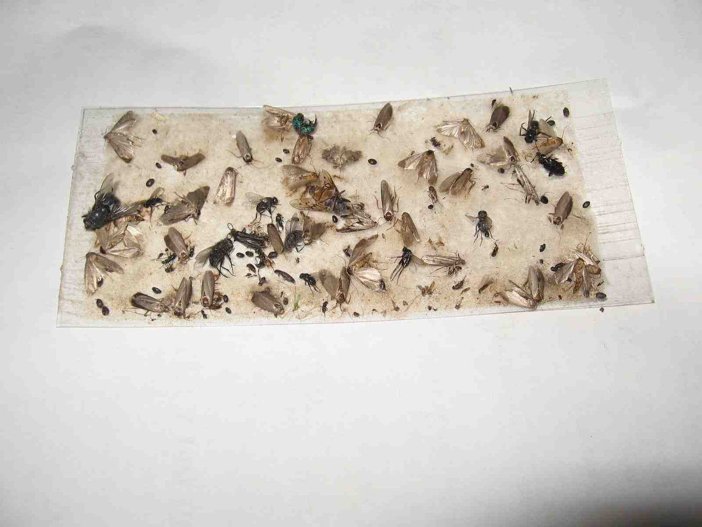 8 pk Economy All Insect Traps/Glue Boards/Window Strips.. Fly, Bees, Wasps, Asian Beetles +