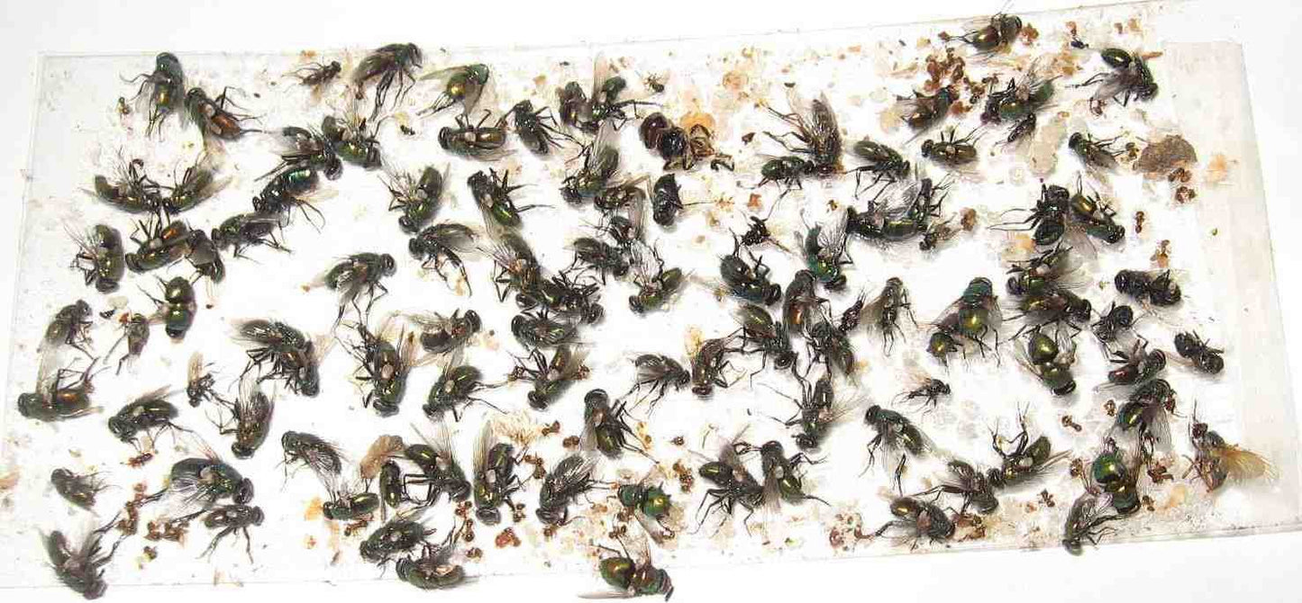 200 pk All Insect/Fly Traps/Sticky Strips/Glue Boards.(Twenty 10 pks) Trap Flies, Bees, Wasps, Asian Beetles, etc.
