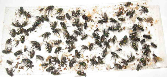 200 pk All Insect/Fly Traps/Sticky Strips/Glue Boards.(Twenty 10 pks) Trap Flies, Bees, Wasps, Asian Beetles, etc.