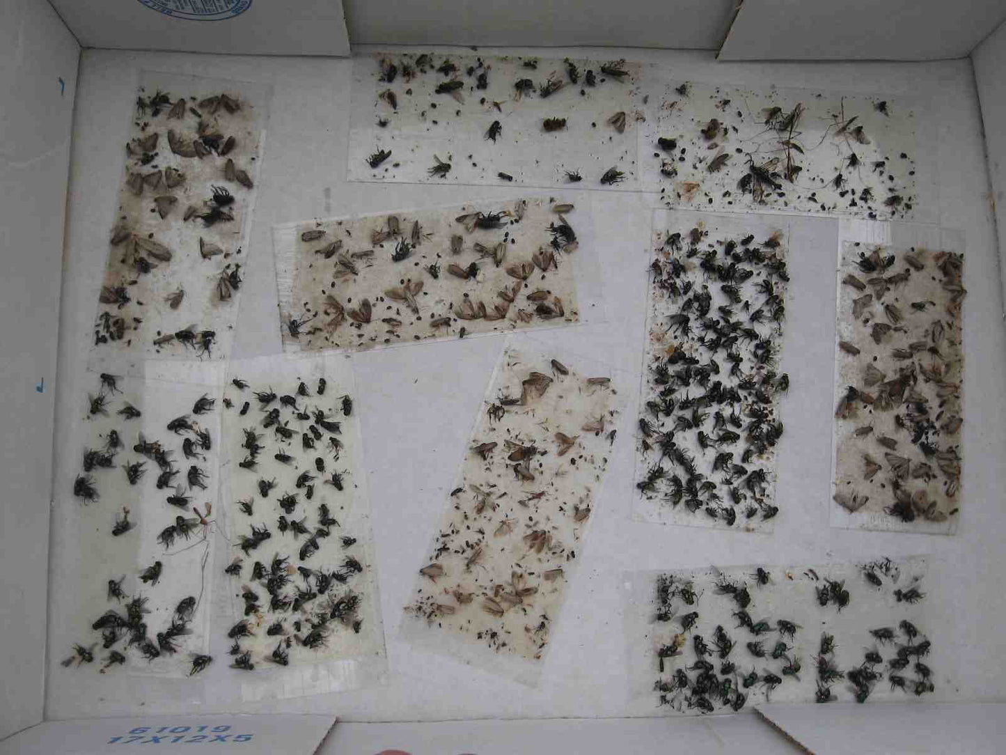 200 pk All Insect/Fly Traps/Sticky Strips/Glue Boards.(Twenty 10 pks) Trap Flies, Bees, Wasps, Asian Beetles, etc.
