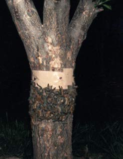 Case / 12 Rolls Slippery Caterpillar Barrier Tape Gypsy Motyh/Sponge Moth Tree Band Wrap Protection