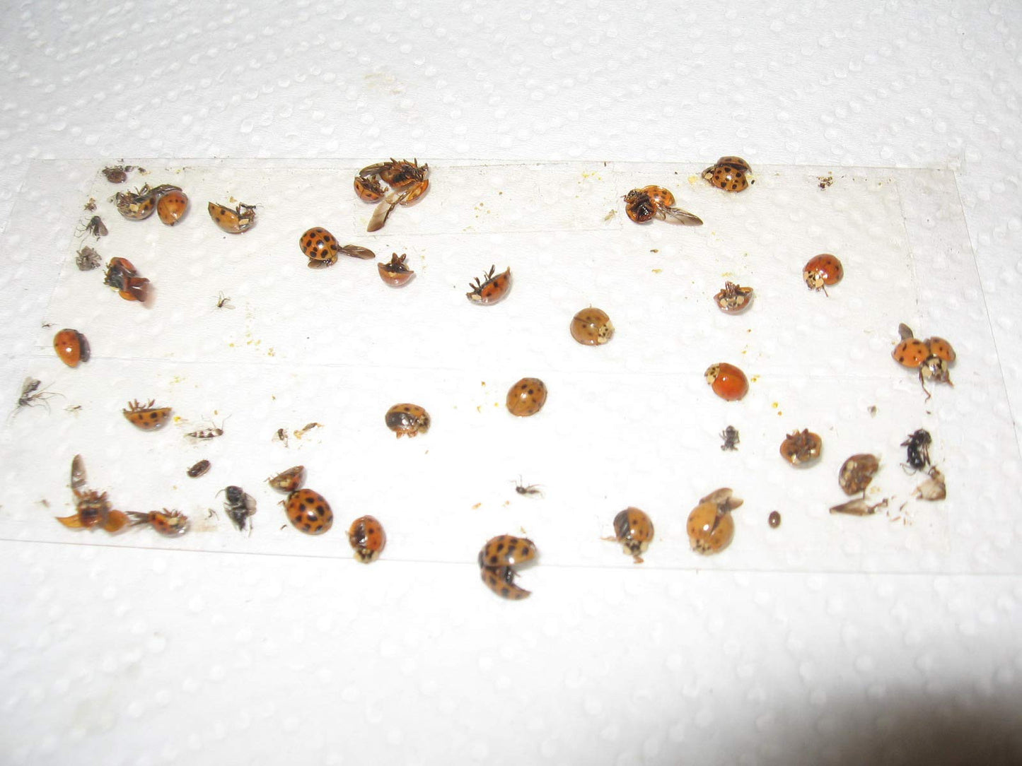TredNot 10 Pk Camel Cricket/Roach/Scorpion Sticky Traps
